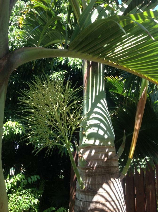 2 Chambres Avec Piscine Dans Maison Creole 圣皮埃尔 外观 照片